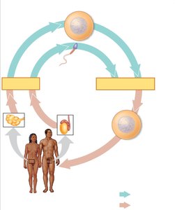 General Biology Study Guide: Reproduction & Genetic Variation | Notes