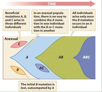 General Biology Study Guide: Reproduction & Genetic Variation | Notes