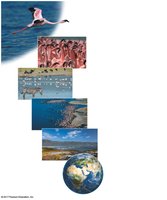 Ecological hierarchy from organism to biosphere