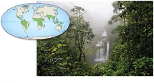 Tropical rain forest in Costa Rica