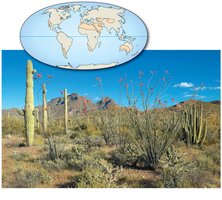Desert biome in Arizona