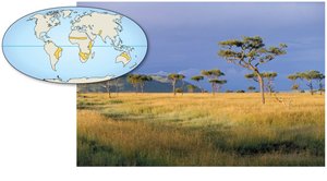 Savanna biome in Kenya
