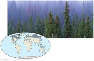 Northern coniferous forest in Colorado