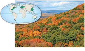 Temperate broadleaf forest in New Jersey