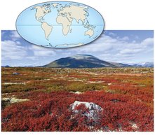 Tundra biome in Norway