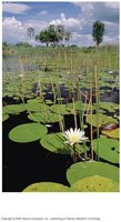 Eutrophic lake in Botswana