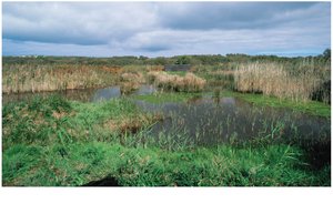 Basin wetland in the United Kingdom