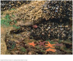 Rocky intertidal zone on the Oregon coast