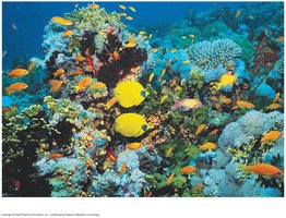 Coral reef in the Red Sea