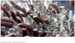 Deep-sea hydrothermal vent community