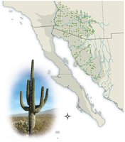 Distribution of saguaro cacti in the Sonoran desert