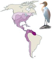 Dispersal and range expansion in cattle egret