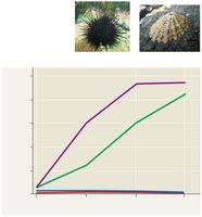 Sea urchin and limpet experiment affecting seaweed cover