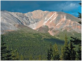 Tree line on high mountains