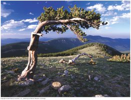 Alpine tree under stress