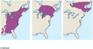Current and predicted range for the American Beech under climate change scenarios