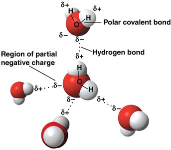 Hydrogen bonding between water molecules, showing partial charges and polar covalent bonds