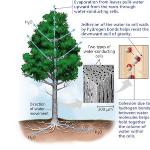 Water transport in plants: cohesion and adhesion