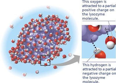 Lysozyme protein in aqueous solution, showing interaction with water molecules