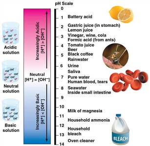 pH scale with examples of acidic, neutral, and basic substances