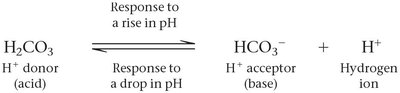 Carbonic acid-bicarbonate buffer system