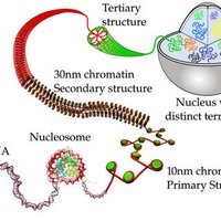 Diagram of chromatin structure and organization in the nucleus