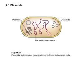 Diagram of a bacterial cell showing plasmids and the main chromosome