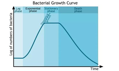 Bacterial growth curve showing lag, exponential, stationary, and death phases