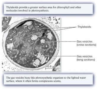 Thylakoids and gas vesicles in a cyanobacterium