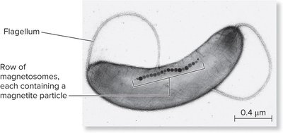 Magnetosome-containing bacterium