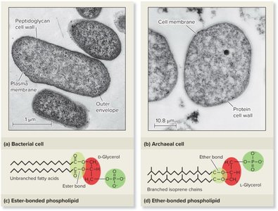 Comparison of bacterial and archaeal cell membranes