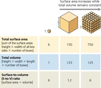 Surface area-to-volume ratio table and cubes