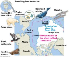 Map showing the effects of ice loss in the Arctic