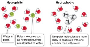 Comparison of hydrophilic and hydrophobic interactions with water