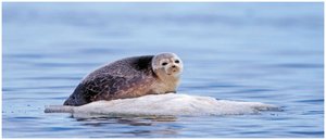 Seal on ice, illustrating the importance of floating ice for life