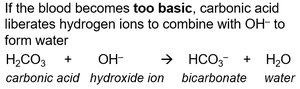 Equation showing how blood neutralizes excess base