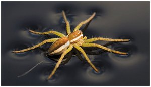 Spider walking on water, demonstrating surface tension