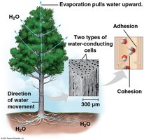 Diagram of water movement in a tree, showing cohesion and adhesion