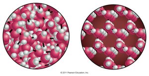 Comparison of molecular arrangement in liquid water and ice