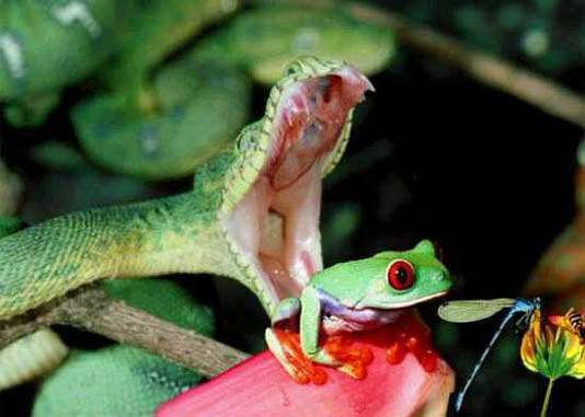Snake preying on a frog