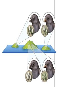 Finch beak size and resource partitioning