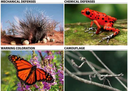 Examples of hiding and fighting back as behavioral defenses
