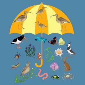 Curlew as umbrella species
