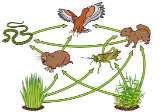 Food web diagram