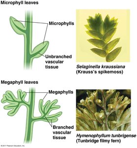 General Biology Land Plants Study Guide for Exams | Notes