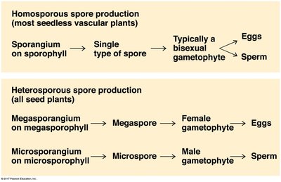 General Biology Land Plants Study Guide for Exams | Notes
