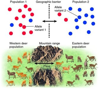 Gene flow between deer populations across a mountain pass