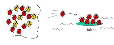 Founder effect illustrated with beetles colonizing an island