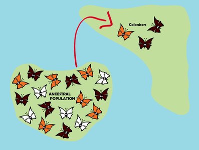 Founder effect with butterflies colonizing a new area