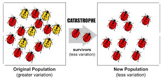Diagram of bottleneck effect with genetic drift